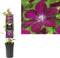 3 stuks - Van der starre - Klimplant Clematis Rouge Cardinal 75 cm