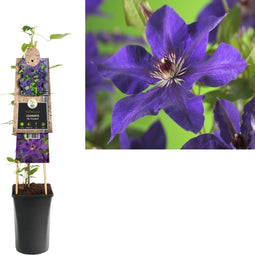 3 stuks - Van der starre - Klimplant Clematis The President 75 cm