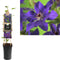 3 stuks - Van der starre - Klimplant Clematis The President 75 cm
