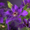 3 stuks - Van der starre - Klimplant Clematis The President 75 cm
