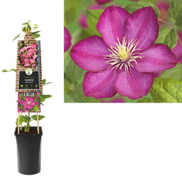 3 stuks - Van der starre - Klimplant Clematis Ville de Lyon 75 cm