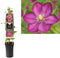 3 stuks - Van der starre - Klimplant Clematis Ville de Lyon 75 cm