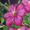 3 stuks - Van der starre - Klimplant Clematis Ville de Lyon 75 cm
