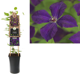 3 stuks - Van der starre - Klimplant Clematis vit. Polish Spirit...