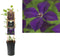 3 stuks - Van der starre - Klimplant Clematis vit. Polish Spirit...