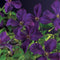 3 stuks - Van der starre - Klimplant Clematis vit. Polish Spirit...