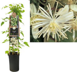 3 stuks - Van der starre - Klimplant Clematis vitalba 75 cm