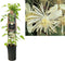 3 stuks - Van der starre - Klimplant Clematis vitalba 75 cm
