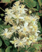 3 stuks - Van der starre - Klimplant Clematis vitalba 75 cm