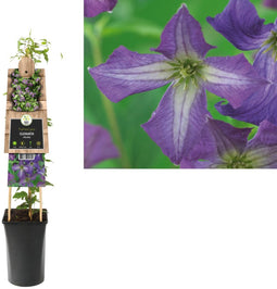 3 stuks - Van der starre - Klimplant Clematis viticella 75 cm