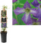 3 stuks - Van der starre - Klimplant Clematis viticella 75 cm