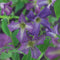 3 stuks - Van der starre - Klimplant Clematis viticella 75 cm