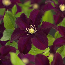 3 stuks - Van der starre - Klimplant Clematis Warszawska Nike 75 cm
