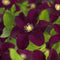 3 stuks - Van der starre - Klimplant Clematis Warszawska Nike 75 cm
