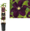 3 stuks - Van der starre - Klimplant Clematis Warszawska Nike 75 cm