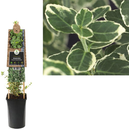 3 stuks - Van der starre - Klimplant Euonymus fortunei Emerald Ga...