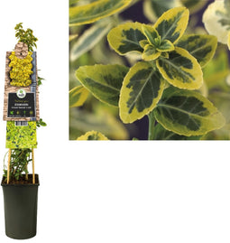 3 stuks - Van der starre - Klimplant Euonymus fortunei Emerald n...