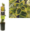 3 stuks - Van der starre - Klimplant Euonymus fortunei Emerald n...