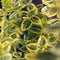 3 stuks - Van der starre - Klimplant Euonymus fortunei Emerald n...
