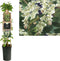 3 stuks - Van der starre - Klimplant Fallopia aubertii 75 cm