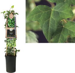 3 stuks - Van der starre - Klimplant Hedera helix 75 cm