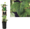 3 stuks - Van der starre - Klimplant Hedera helix 75 cm