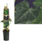 3 stuks - Van der starre - Klimplant Hedera hibernica 75 cm