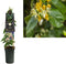 3 stuks - Van der starre - Klimplant Lonicera h. Copper Beauty PB...