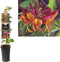 3 stuks - Van der starre - Klimplant Lonicera heckrottii Goldflam...