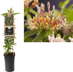 3 stuks - Van der starre - Klimplant Lonicera henryi 75 cm