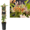 3 stuks - Van der starre - Klimplant Lonicera henryi 75 cm