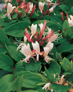 3 stuks - Van der starre - Klimplant Lonicera j. Red World 75 cm