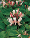 3 stuks - Van der starre - Klimplant Lonicera j. Red World 75 cm
