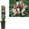 3 stuks - Van der starre - Klimplant Lonicera j. Red World 75 cm