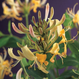 3 stuks - Van der starre - Klimplant Lonicera periclymenum 75 cm