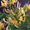 3 stuks - Van der starre - Klimplant Lonicera periclymenum 75 cm