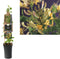3 stuks - Van der starre - Klimplant Lonicera periclymenum 75 cm