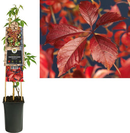 3 stuks - Van der starre - Klimplant Parthenocissus Engelmannii 7...
