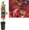 3 stuks - Van der starre - Klimplant Parthenocissus Engelmannii 7...