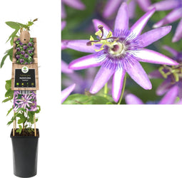 3 stuks - Van der starre - Klimplant Passiflora Amethyst 75 cm
