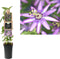 3 stuks - Van der starre - Klimplant Passiflora Amethyst 75 cm