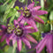 3 stuks - Van der starre - Klimplant Passiflora Amethyst 75 cm