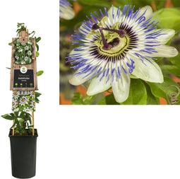 3 stuks - Van der starre - Klimplant Passiflora caerulea 75 cm