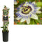 3 stuks - Van der starre - Klimplant Passiflora caerulea 75 cm