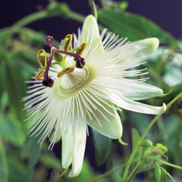 3 stuks - Van der starre - Klimplant Passiflora Constance Elliott...