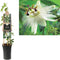 3 stuks - Van der starre - Klimplant Passiflora Constance Elliott...