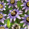 3 stuks - Van der starre - Klimplant Passiflora Damsel s Delight...