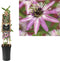 3 stuks - Van der starre - Klimplant Passiflora Victoria 75 cm