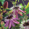 3 stuks - Van der starre - Klimplant Passiflora Victoria 75 cm