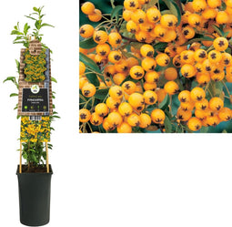 3 stuks - Van der starre - Klimplant Pyracantha Soleil d Or 75 cm